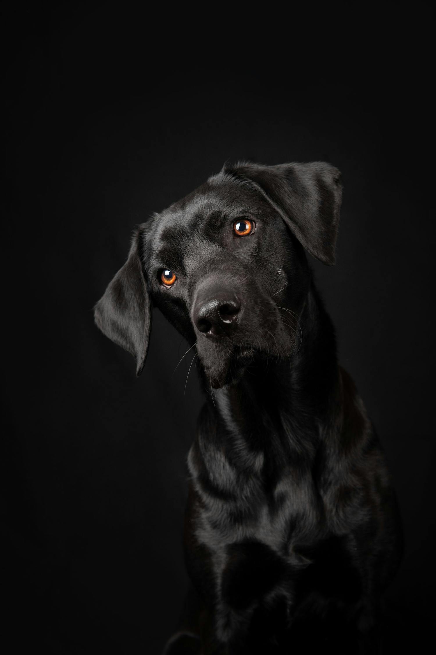 Sort nærvær svart hund